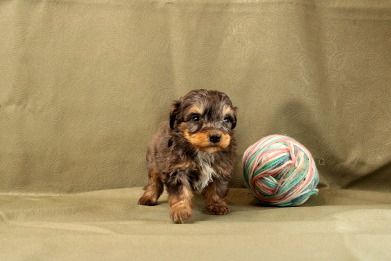 puppy, for, sale, Mini Bernedoodle F2, Matthew B. Stoltzfus, dog, breeder, Gap, PA, dog-breeder, puppy-for-sale, forsale, nearby, find, puppyfind, locator, puppylocator, aca